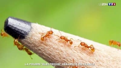 Fourmi électrique : la France victime d’une invasion d’insectes