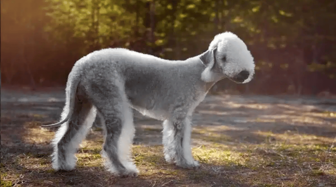 Ces races de chiens sont très similaires à des moutons !