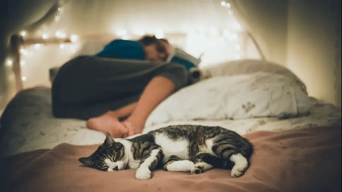 Dormir avec le chat : Quels sont les risques ?