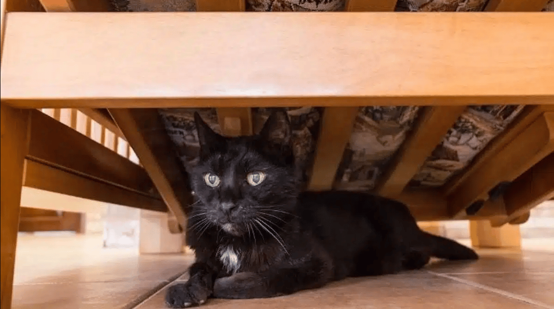 Voici les raisons insolites pour lesquelles votre chat aime rester sous le lit !