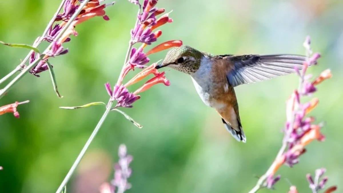 Voici la signification étonnante d'un colibri qui fait son nid dans votre jardin