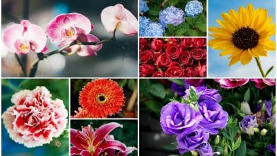 Les 7 plus belles fleurs à offrir ce 14 février